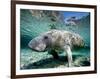 Florida Manatee-Stephen Frink-Framed Photographic Print