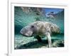 Florida Manatee-Stephen Frink-Framed Photographic Print