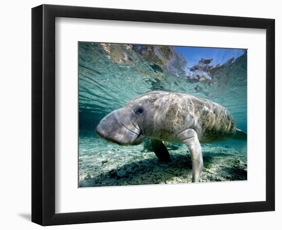 Florida Manatee-Stephen Frink-Framed Photographic Print