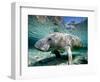 Florida Manatee-Stephen Frink-Framed Photographic Print