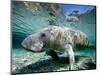 Florida Manatee-Stephen Frink-Mounted Photographic Print