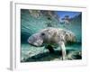 Florida Manatee-Stephen Frink-Framed Photographic Print