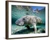 Florida Manatee-Stephen Frink-Framed Photographic Print