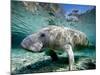 Florida Manatee-Stephen Frink-Mounted Photographic Print