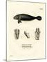 Florida Manatee-null-Mounted Giclee Print