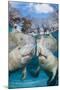 florida manatees close to the surface in shallow water, usa-david fleetham-Mounted Photographic Print