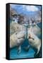 florida manatees close to the surface in shallow water, usa-david fleetham-Framed Stretched Canvas