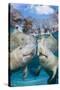 florida manatees close to the surface in shallow water, usa-david fleetham-Stretched Canvas
