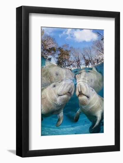 florida manatees close to the surface in shallow water, usa-david fleetham-Framed Photographic Print