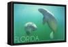 Florida - Manatees Underwater-Lantern Press-Framed Stretched Canvas