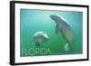 Florida - Manatees Underwater-Lantern Press-Framed Art Print