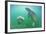 Florida - Manatees Underwater-Lantern Press-Framed Art Print