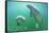 Florida - Manatees Underwater-Lantern Press-Framed Stretched Canvas