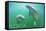 Florida - Manatees Underwater-Lantern Press-Framed Stretched Canvas