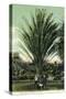 Florida - Men Standing by Huge Date Palm-Lantern Press-Stretched Canvas