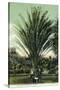 Florida - Men Standing by Huge Date Palm-Lantern Press-Stretched Canvas