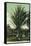 Florida - Men Standing by Huge Date Palm-Lantern Press-Framed Stretched Canvas