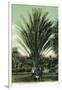 Florida - Men Standing by Huge Date Palm-Lantern Press-Framed Art Print