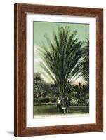 Florida - Men Standing by Huge Date Palm-Lantern Press-Framed Art Print