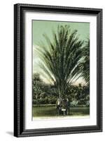 Florida - Men Standing by Huge Date Palm-Lantern Press-Framed Art Print