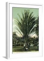 Florida - Men Standing by Huge Date Palm-Lantern Press-Framed Art Print