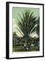 Florida - Men Standing by Huge Date Palm-Lantern Press-Framed Art Print