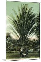 Florida - Men Standing by Huge Date Palm-Lantern Press-Mounted Art Print