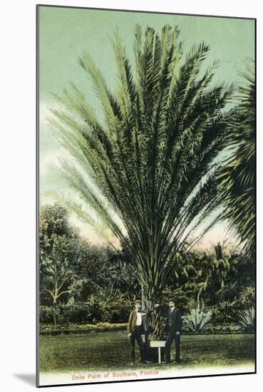 Florida - Men Standing by Huge Date Palm-Lantern Press-Mounted Art Print