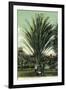 Florida - Men Standing by Huge Date Palm-Lantern Press-Framed Art Print