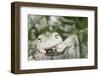 Florida, Miami, Close-Up of White's Tree Frog-Michele Westmorland-Framed Photographic Print