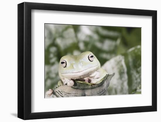 Florida, Miami, Close-Up of White's Tree Frog-Michele Westmorland-Framed Photographic Print