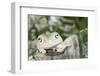 Florida, Miami, Close-Up of White's Tree Frog-Michele Westmorland-Framed Photographic Print