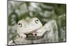 Florida, Miami, Close-Up of White's Tree Frog-Michele Westmorland-Mounted Photographic Print