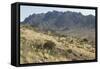 Florida Mountains of the Mexico Borderland Seen From Rockhound State Park, New Mexico-null-Framed Stretched Canvas