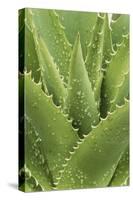 Florida, Naples Botanical Gard, Tree Aloe-Rob Tilley-Stretched Canvas