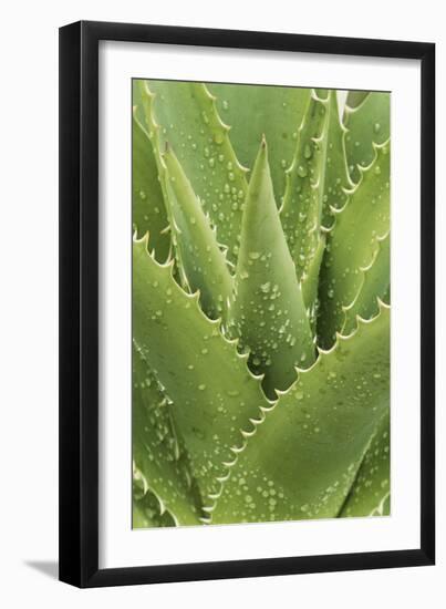 Florida, Naples Botanical Gard, Tree Aloe-Rob Tilley-Framed Photographic Print