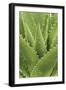 Florida, Naples Botanical Gard, Tree Aloe-Rob Tilley-Framed Photographic Print