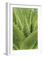 Florida, Naples Botanical Gard, Tree Aloe-Rob Tilley-Framed Photographic Print