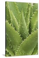 Florida, Naples Botanical Gard, Tree Aloe-Rob Tilley-Stretched Canvas