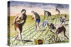 Florida Native Americans:Tilling 1591-Theodor de Bry-Stretched Canvas