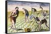 Florida Native Americans:Tilling 1591-Theodor de Bry-Framed Stretched Canvas