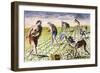 Florida Native Americans:Tilling 1591-Theodor de Bry-Framed Giclee Print