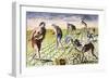 Florida Native Americans:Tilling 1591-Theodor de Bry-Framed Giclee Print