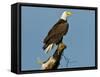 Florida, North Fort Meyers, Bayshore Drive, Bald Eagle Screaming-Bernard Friel-Framed Stretched Canvas