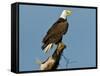 Florida, North Fort Meyers, Bayshore Drive, Bald Eagle Screaming-Bernard Friel-Framed Stretched Canvas