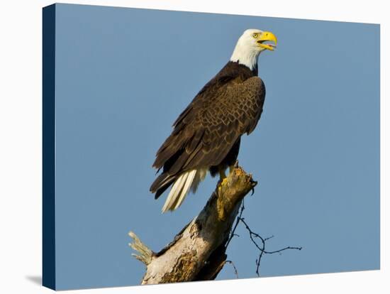 Florida, North Fort Meyers, Bayshore Drive, Bald Eagle Screaming-Bernard Friel-Stretched Canvas