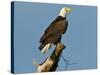 Florida, North Fort Meyers, Bayshore Drive, Bald Eagle Screaming-Bernard Friel-Stretched Canvas