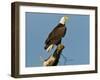 Florida, North Fort Meyers, Bayshore Drive, Bald Eagle Screaming-Bernard Friel-Framed Premium Photographic Print