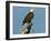 Florida, North Fort Meyers, Bayshore Drive, Bald Eagle Screaming-Bernard Friel-Framed Premium Photographic Print