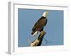 Florida, North Fort Meyers, Bayshore Drive, Bald Eagle Screaming-Bernard Friel-Framed Premium Photographic Print